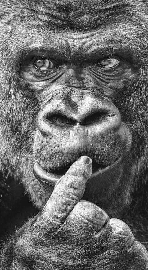 Denkende Gorilla